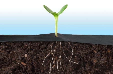 Agrowłóknina ogrodowa, 0,8x100 m, 100 szpilek, czarna