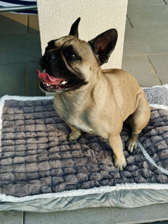 Legowisko dla psa, posłanie, prostokątne, pluszowe, 100x70 cm